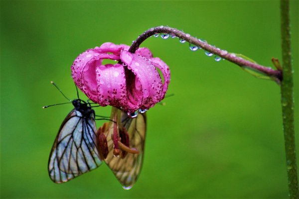 Дождь насекомые