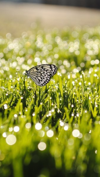 Природа трава