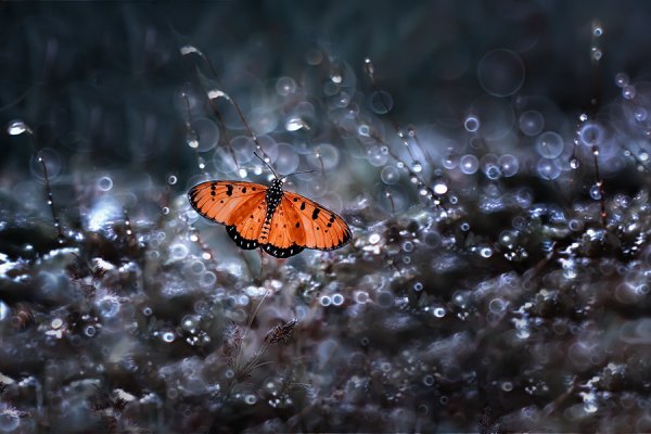 Бабочки и дождь