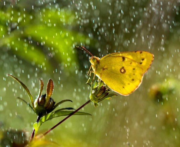 Бабочки и дождь