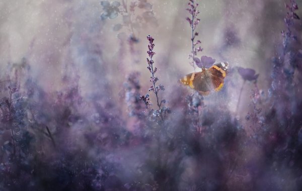 Бабочки размытые