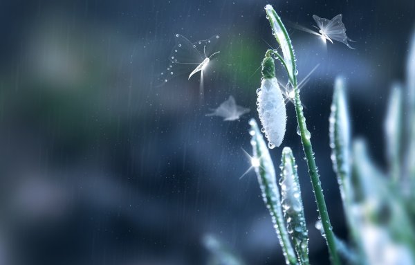 Баттерфляй дождь