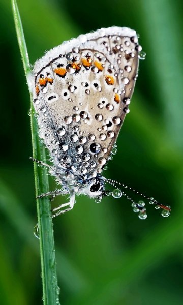 Насекомые в росе