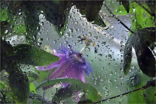 Природа ожила после дождя