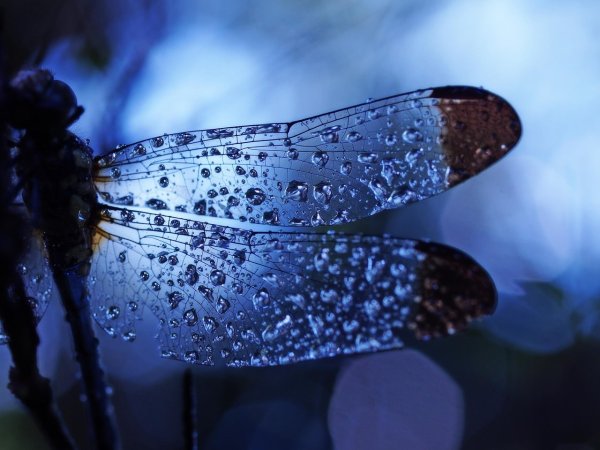 Крылья Стрекозы Эстетика