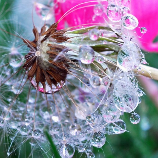 Красивые макрофотографии природы