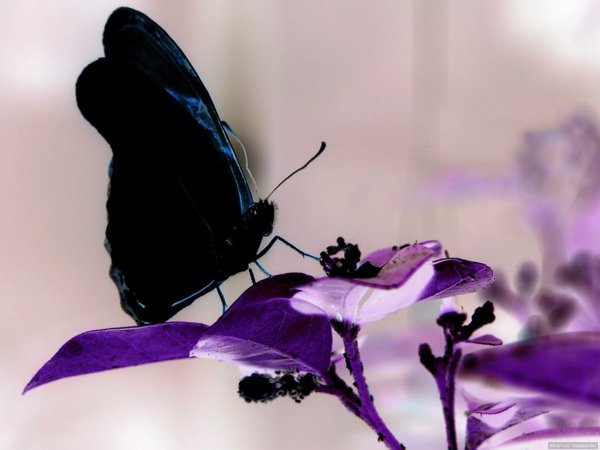 Бабочка фиолетовая