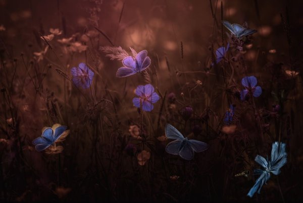 Синие бабочки в лесу