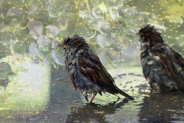 Весенний дождик