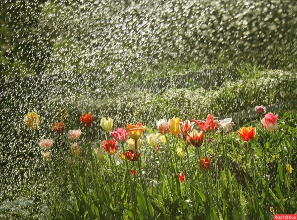 Цветы под дождем