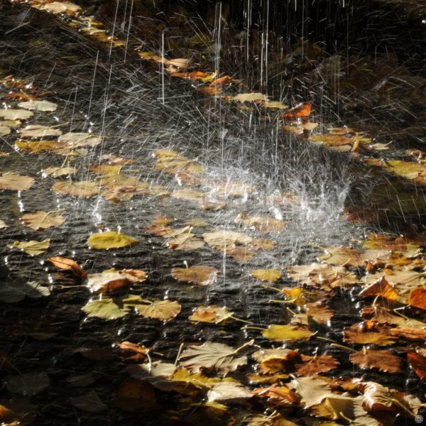 Осенний дождь