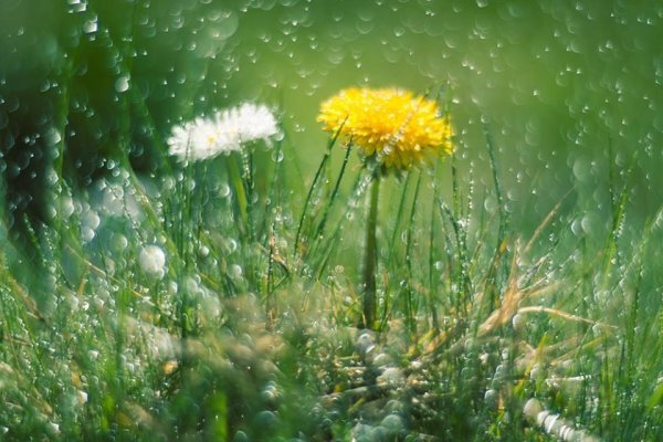 Одуванчики под дождем