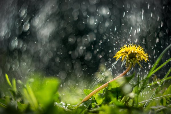 Мокрый одуванчик