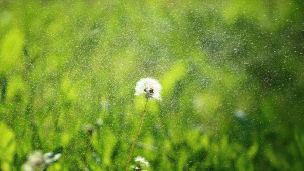 Одуванчик перед дождем