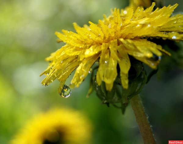 Одуванчик после дождя