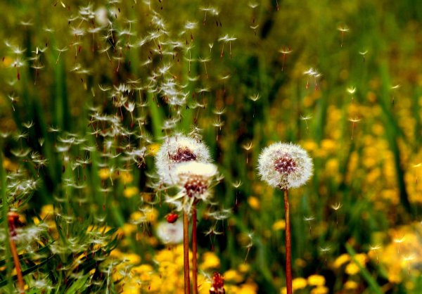 Много одуванчиков