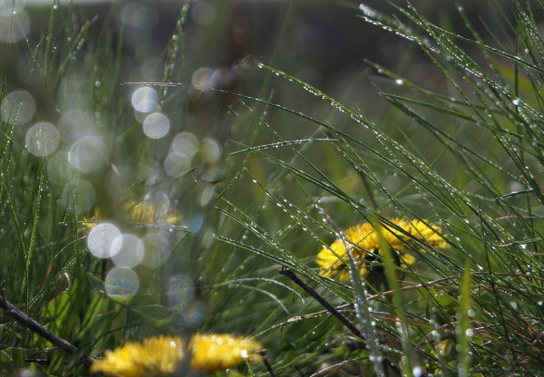Одуванчики под дождем