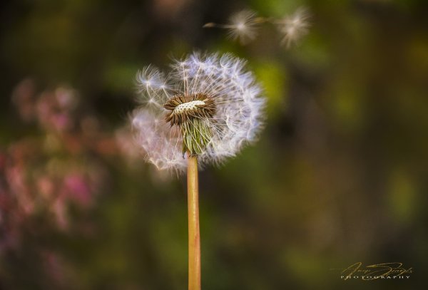 Соцветие одуванчика