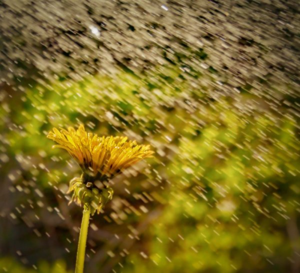 Одуванчики под дождем