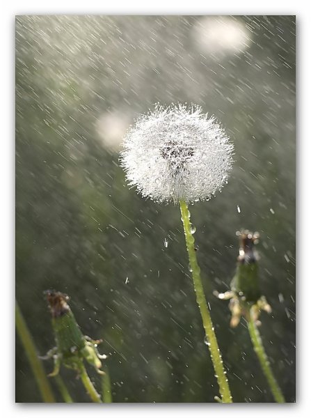 Одуванчики под дождем