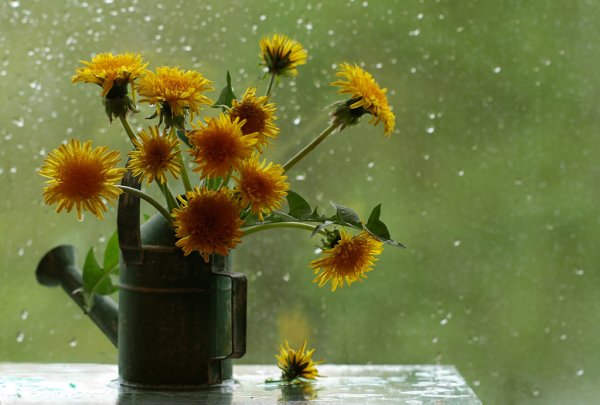 Одуванчик и дождь