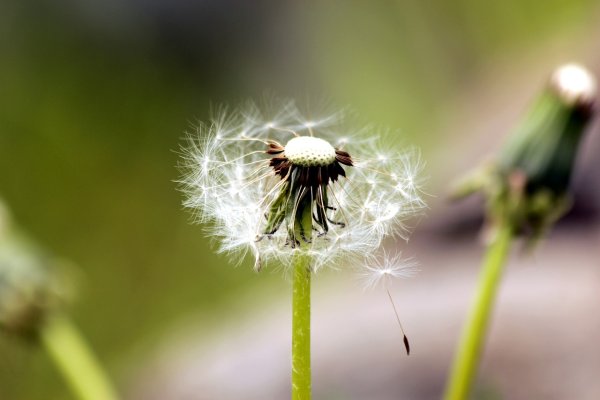 Бутон одуванчика
