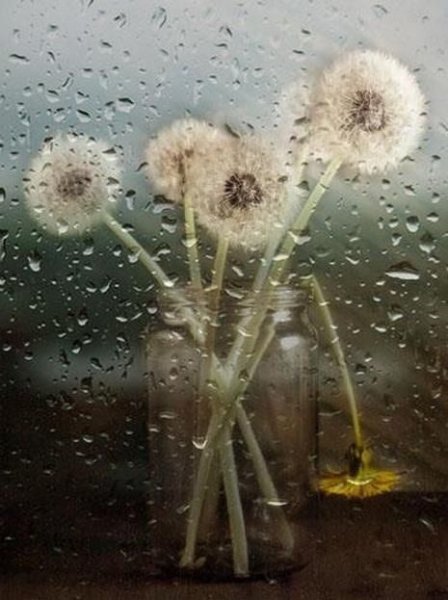 Одуванчик и дождь