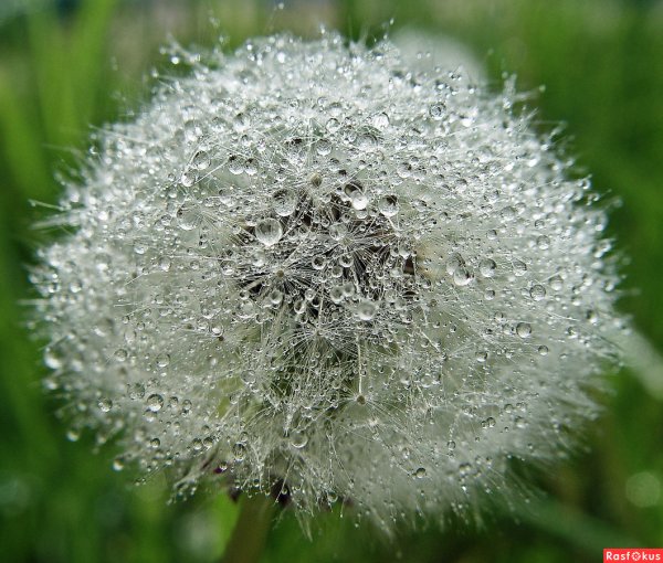 Одуванчик после дождя