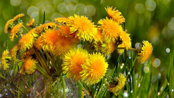 Яркий одуванчик