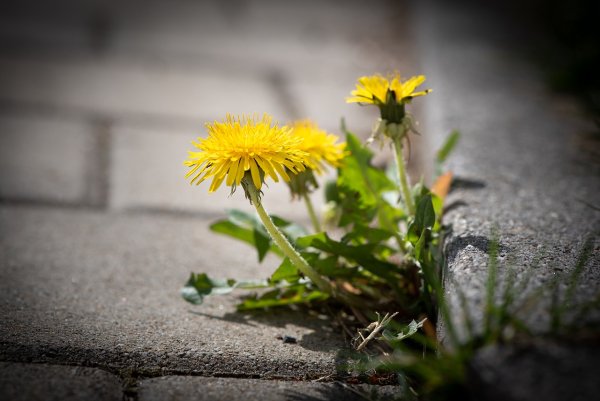 Одуванчик перед дождем