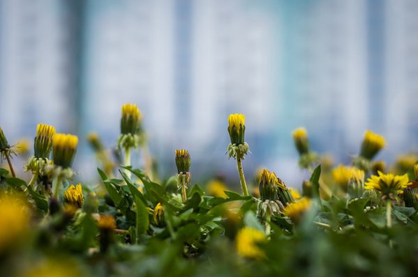 Одуванчик закрытый