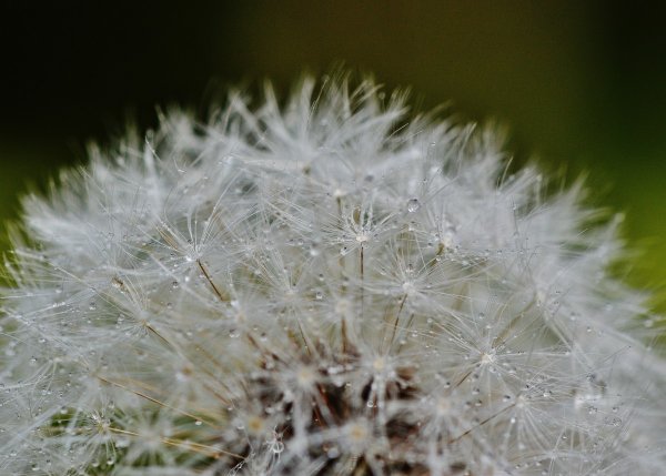 Одуванчик крупным планом