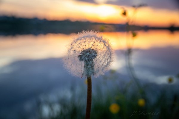 Одуванчик на рассвете