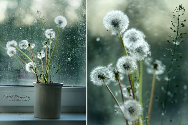 Белые одуванчики в вазе