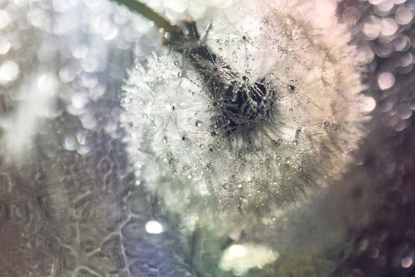 Одуванчик и дождь