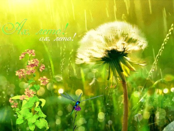 Анимированные одуванчики