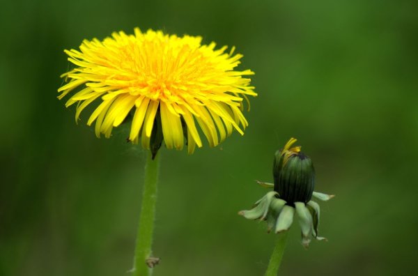 Одуванчик перед дождем
