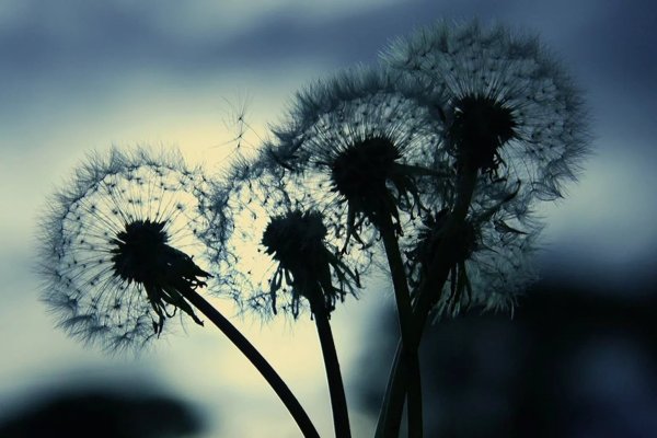 Одуванчик Хорст