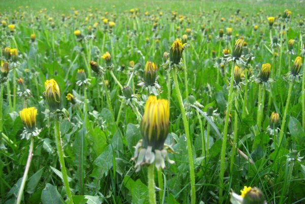 Одуванчик перед дождем