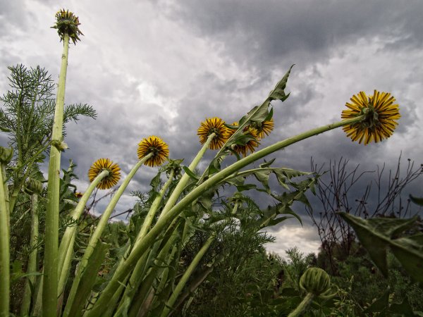 Одуванчик Мальва календула