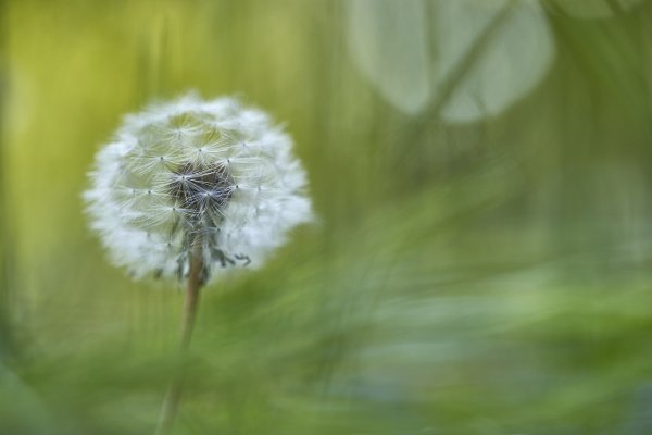 Одуванчик после дождя