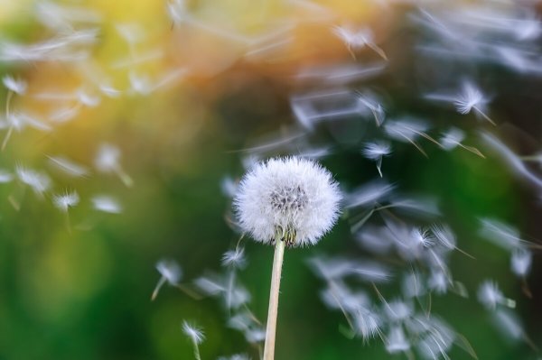 Бальмонт седой одуванчик