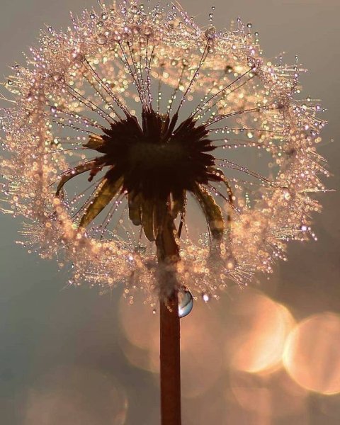 Одуванчик в ливень