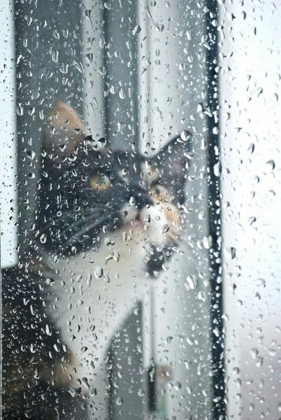 Дождливое окно