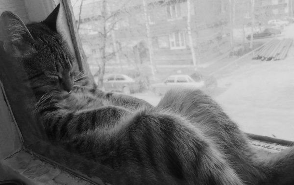Котик спит на окне