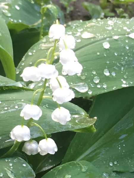 Ландыши в росе