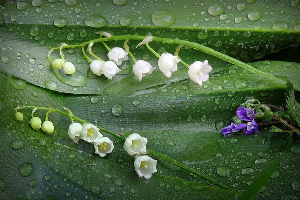 Ландыши после дождя