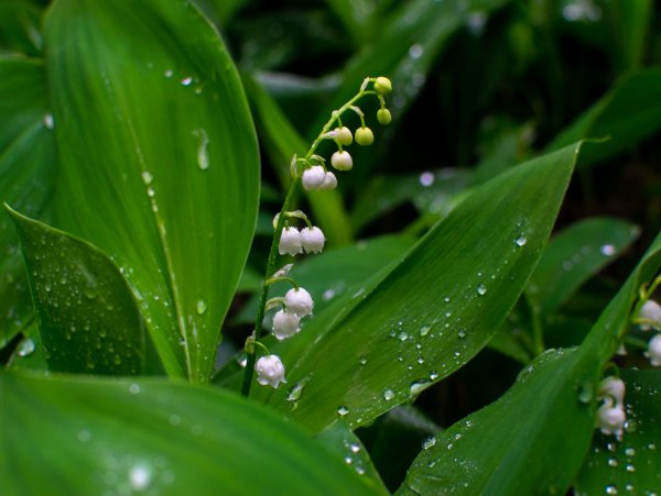 Ландыши после дождя