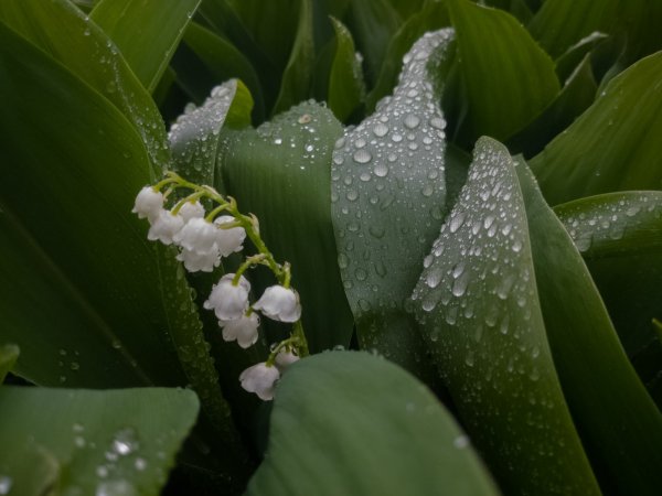 Ландыши после дождя фото