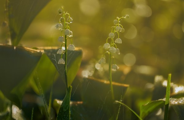 Ландыши летом под дождем